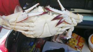[七台河水果生鲜] 大斌海鲜(副食商厦店)