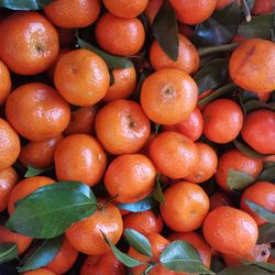 [潍坊水果生鲜] 优鲜果园